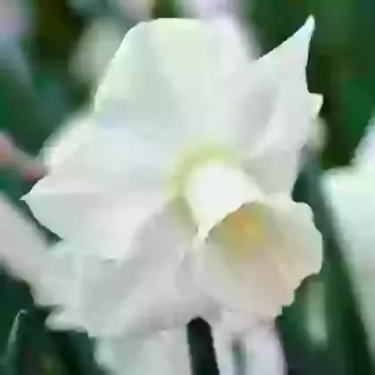 Desdemona
